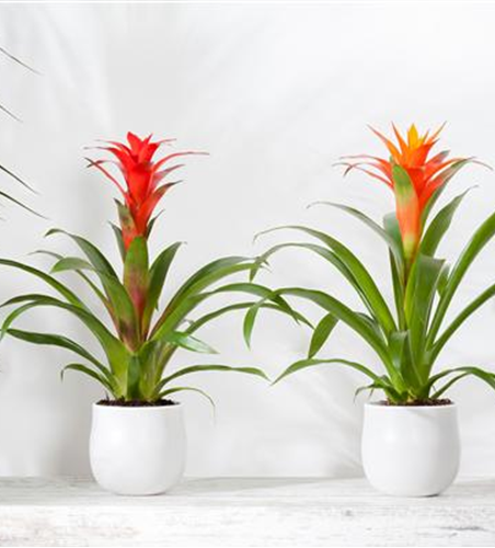 TROPENZAUBER BROMELIEN