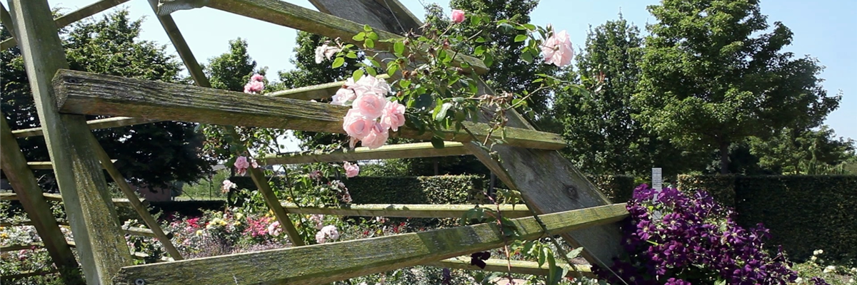 Gartengestaltung - Rosengarten (thumbnail)