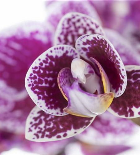 ORCHIDEEN FüR ANFäNGER UND PROFIS