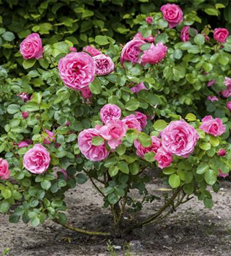 DER OKTOBER - PFLANZZEIT FÜR ROSEN