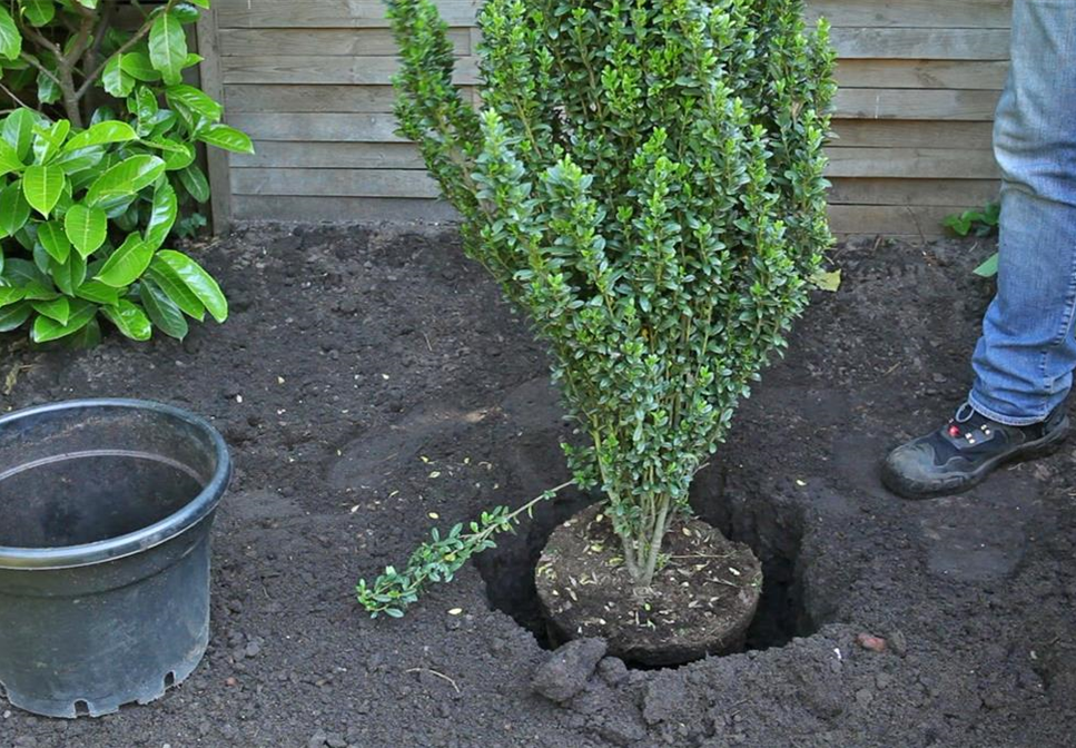 Stechpalme - Einpflanzen im Garten