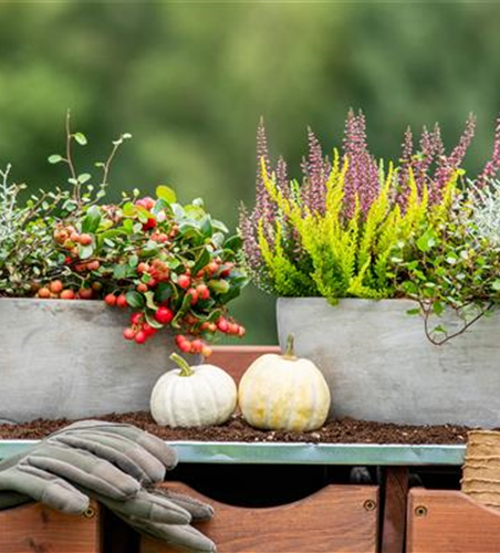 HERBSTLICHE PFLANZIDEEN