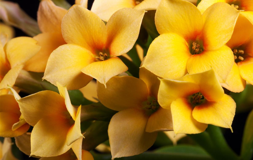 Kalanchoe blossfeldiana