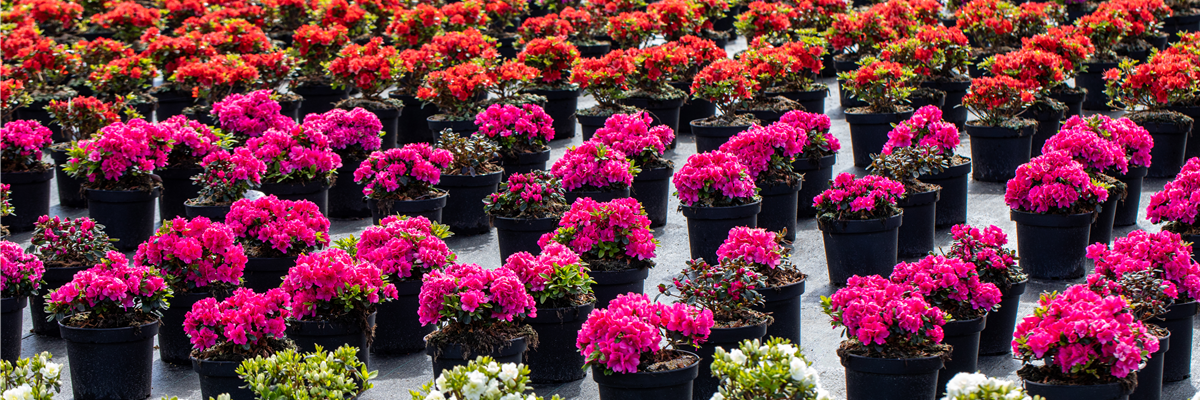 Rhododendren in Baumschule