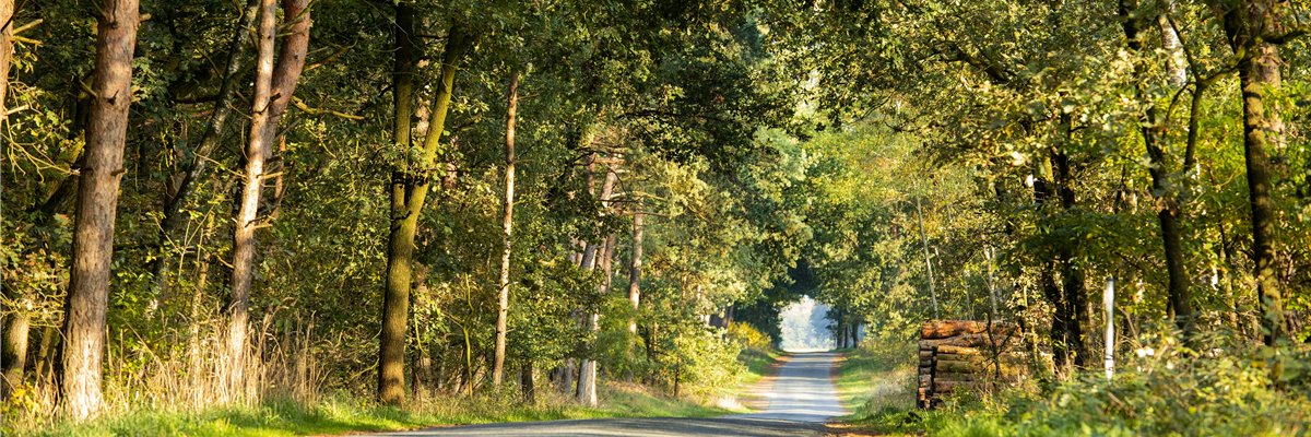 Straße im Wald 