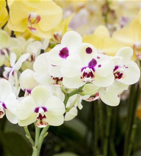 ORCHIDEEN: FREILANDAUFENTHALT IM SOMMER