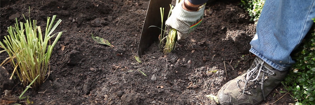 Gräser - Vermehren im Frühling (thumbnail)