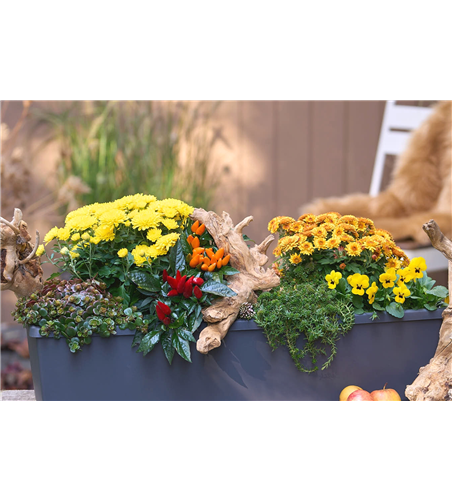 BLüTEN FüR DEN HERBSTBALKON!