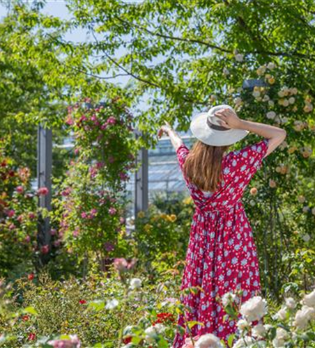 DER ROSENGARTEN - SCHLICHTE ELEGANZ UND TOLLE DüFTE