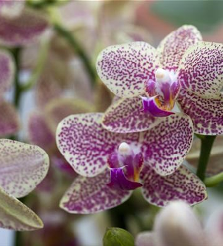 ORCHIDEEN GEGEN DEN WINTERBLUES!