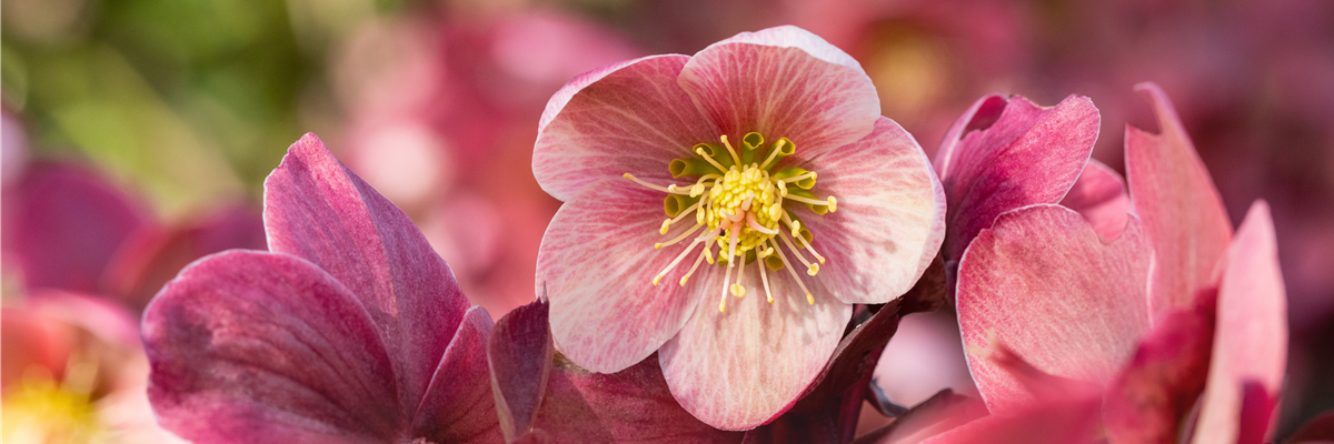 Helleborus Hybride 'HGC® Pink Frost'